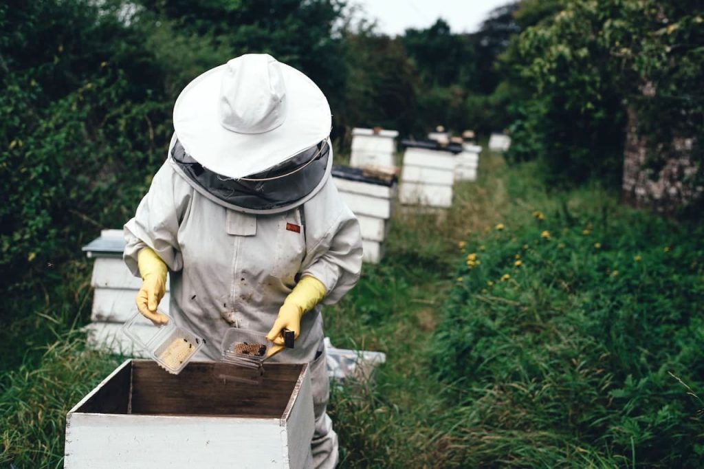 Come e perché le api producono il miele?